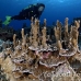 coral_cabbage_op_h_0128_yap0142.jpg